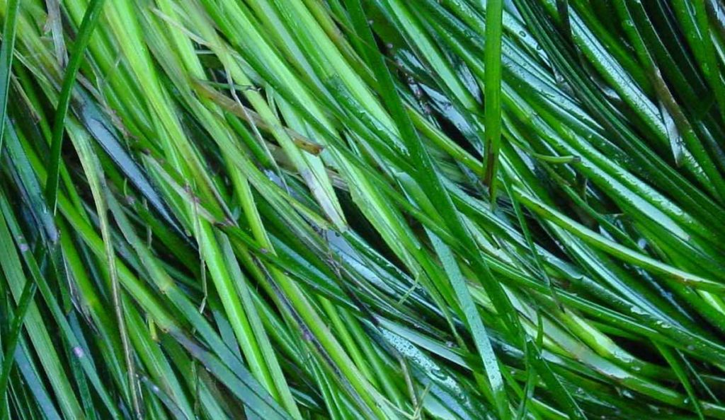 Long, wet, and green sea grass close up.