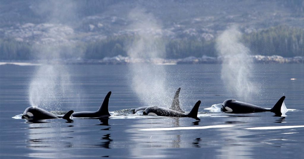 A pod of killer whales not too far from shore comes to the surface and spouts of water rise up.