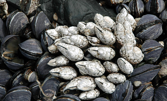 A cluster of white gooseneck barnacles and black mussels.